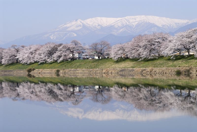 hàng cây anh đào Hitome Senbon Zakura